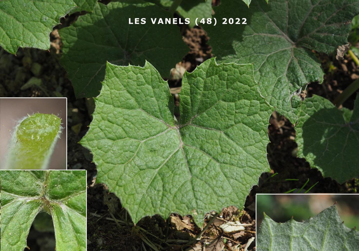 Butterbur, White leaf